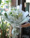 經典百合(一) Just Lily